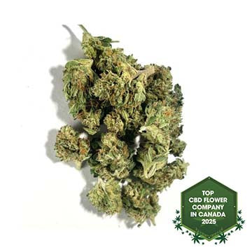 Popcorn Buds - The Ambassador Infused-01